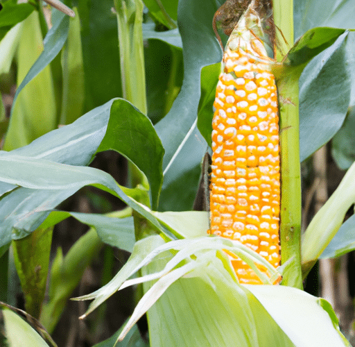Jak skutecznie zakisić kukurydzę? Przepis na udane zakiszanie
