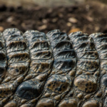 Coccodrillo - fascynujący świat krokodyli odpowiedzialnych za przetrwanie gatunku