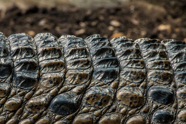 Coccodrillo - fascynujący świat krokodyli odpowiedzialnych za przetrwanie gatunku