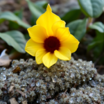 objawy uzależnienia od amfetaminy